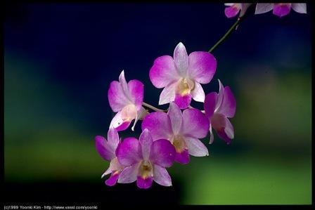 showy dendrobium